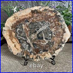 1213Natural Petrified Wood Fossil Crystal Polished Slice Specimen A9774