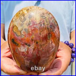 1260g Natural Red Petrified Wood Crystal Fossil Landscape Specimen Reiki Healing