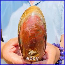 1260g Natural Red Petrified Wood Crystal Fossil Landscape Specimen Reiki Healing