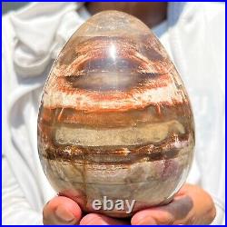 1280g Large Natural Fossil Petrified Wood Egg Crystal Mineral Healing