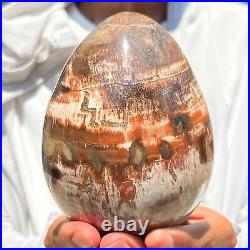 1280g Large Natural Fossil Petrified Wood Egg Crystal Mineral Healing