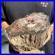 12_3lb_Rare_Natural_petrified_wood_rough_Wood_fossil_mineral_specimen_healing_01_nh