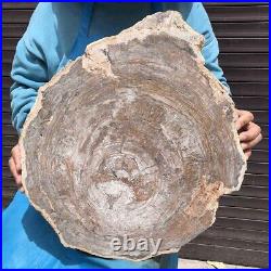 12.42KG Natural Petrified Wood Fossil Crystal Polished Slice Madagascar 44
