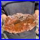 12_4LB_Natural_petrified_wood_rough_Wood_fossil_mineral_specimen_healing_energy_01_vgwa