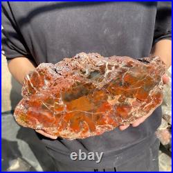 12.4lb Rare Natural petrified wood rough Wood fossil mineral specimen healing