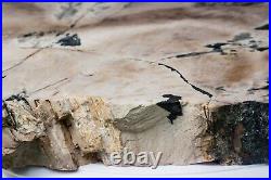 12.5 LB Petrified Wood Slab From Harney County Oregon