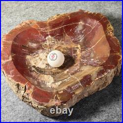 12.68lb Natural Petrified Wood Fossil Large Ashtray Healing! G190 12.68lb Natural Petrified Wood Fossil Large Ashtray Healing! G190