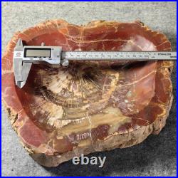 12.68lb Natural Petrified Wood Fossil Large Ashtray Healing! G190 12.68lb Natural Petrified Wood Fossil Large Ashtray Healing! G190