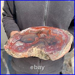 12.6lb Rare Natural petrified wood rough Wood fossil mineral specimen healing 12.6lb Rare Natural petrified wood rough Wood fossil mineral specimen healing