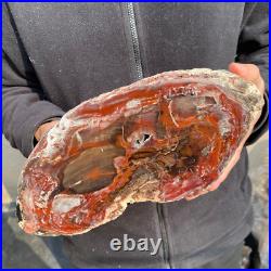 12.6lb Rare Natural petrified wood rough Wood fossil mineral specimen healing 12.6lb Rare Natural petrified wood rough Wood fossil mineral specimen healing