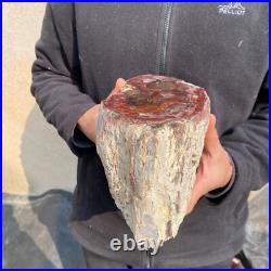12.6lb Rare Natural petrified wood rough Wood fossil mineral specimen healing 12.6lb Rare Natural petrified wood rough Wood fossil mineral specimen healing