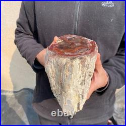 12.6lb Rare Natural petrified wood rough Wood fossil mineral specimen healing 12.6lb Rare Natural petrified wood rough Wood fossil mineral specimen healing