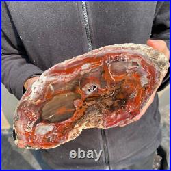 12.6lb Rare Natural petrified wood rough Wood fossil mineral specimen healing 12.6lb Rare Natural petrified wood rough Wood fossil mineral specimen healing