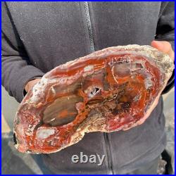 12.6lb Rare Natural petrified wood rough Wood fossil mineral specimen healing 12.6lb Rare Natural petrified wood rough Wood fossil mineral specimen healing