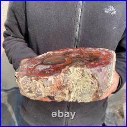 12.6lb Rare Natural petrified wood rough Wood fossil mineral specimen healing 12.6lb Rare Natural petrified wood rough Wood fossil mineral specimen healing