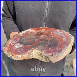 12.6lb Rare Natural petrified wood rough Wood fossil mineral specimen healing