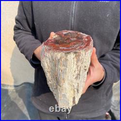 12.6lb Rare Natural petrified wood rough Wood fossil mineral specimen healing 12.6lb Rare Natural petrified wood rough Wood fossil mineral specimen healing
