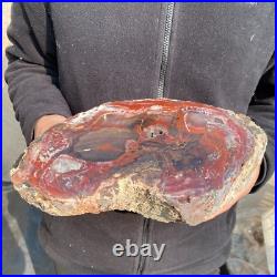 12.6lb Rare Natural petrified wood rough Wood fossil mineral specimen healing 12.6lb Rare Natural petrified wood rough Wood fossil mineral specimen healing