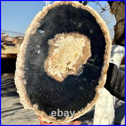 12.7LB Large Natural Petrified Wood Crystal Fossil Slice Shape Specimen Healing 12.7LB Large Natural Petrified Wood Crystal Fossil Slice Shape Specimen Healing