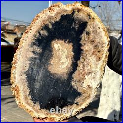 12.7LB Large Natural Petrified Wood Crystal Fossil Slice Shape Specimen Healing 12.7LB Large Natural Petrified Wood Crystal Fossil Slice Shape Specimen Healing