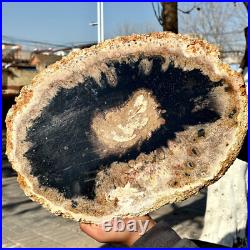 12.7LB Large Natural Petrified Wood Crystal Fossil Slice Shape Specimen Healing 12.7LB Large Natural Petrified Wood Crystal Fossil Slice Shape Specimen Healing