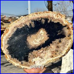 12.7LB Large Natural Petrified Wood Crystal Fossil Slice Shape Specimen Healing 12.7LB Large Natural Petrified Wood Crystal Fossil Slice Shape Specimen Healing
