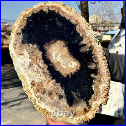 12.7LB Large Natural Petrified Wood Crystal Fossil Slice Shape Specimen Healing 12.7LB Large Natural Petrified Wood Crystal Fossil Slice Shape Specimen Healing