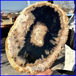 12.7LB Large Natural Petrified Wood Crystal Fossil Slice Shape Specimen Healing 12.7LB Large Natural Petrified Wood Crystal Fossil Slice Shape Specimen Healing