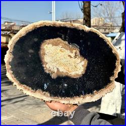12.7LB Large Natural Petrified Wood Crystal Fossil Slice Shape Specimen Healing 12.7LB Large Natural Petrified Wood Crystal Fossil Slice Shape Specimen Healing