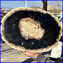 12.7LB Large Natural Petrified Wood Crystal Fossil Slice Shape Specimen Healing 12.7LB Large Natural Petrified Wood Crystal Fossil Slice Shape Specimen Healing