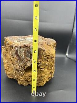 12.8 Lbs Rainbow Arizona Petrified Wood Log Fossil Rare Colors Specimen Uncut