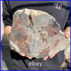 12.9lb Rare Natural petrified wood rough Wood fossil mineral specimen healing 12.9lb Rare Natural petrified wood rough Wood fossil mineral specimen healing
