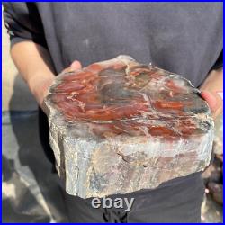 12.9lb Rare Natural petrified wood rough Wood fossil mineral specimen healing 12.9lb Rare Natural petrified wood rough Wood fossil mineral specimen healing