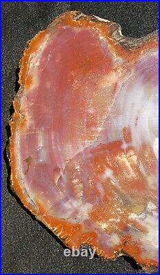 12 Inch Fossil Petrified Wood Red Rainbow Round Arizona