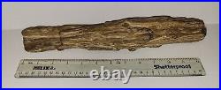 12 Petrified Brown Wood Log