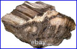 12 Pound 2.8 Oz Rare Nevada Quartz Crystal Petrified Fossil Wood Specimen PWS2