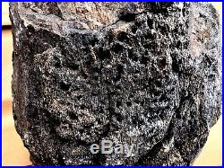 130 Lbs Petrified Date Palm Wood Saudi Arabia Gem 301639 Carats 1952 16Hx14Wx44