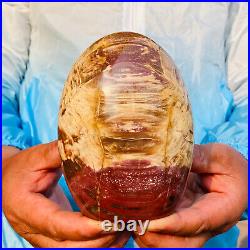 1310g Natural Red Petrified Wood Crystal Fossil Landscape Specimen Reiki Healing