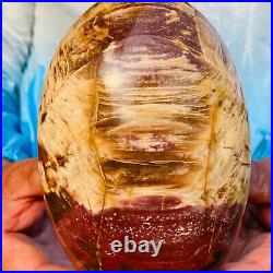 1310g Natural Red Petrified Wood Crystal Fossil Landscape Specimen Reiki Healing