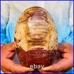 1310g Natural Red Petrified Wood Crystal Fossil Landscape Specimen Reiki Healing