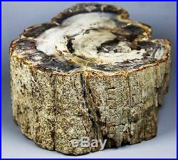 1360g POLISHED PETRIFIED WOOD FOSSIL AGATE BRANCH STAND Madagascar