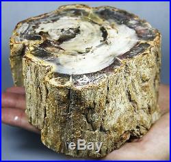 1360g POLISHED PETRIFIED WOOD FOSSIL AGATE BRANCH STAND Madagascar