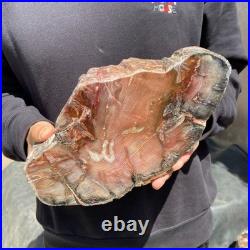 13LB Natural petrified wood rough Wood fossil mineral specimen healing energy