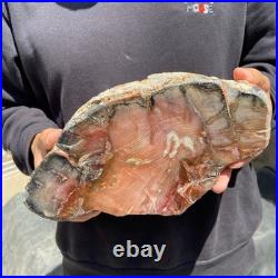 13LB Natural petrified wood rough Wood fossil mineral specimen healing energy