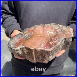13LB Natural petrified wood rough Wood fossil mineral specimen healing energy