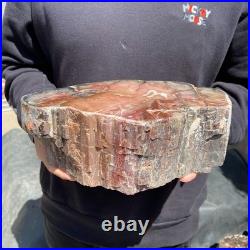 13LB Natural petrified wood rough Wood fossil mineral specimen healing energy