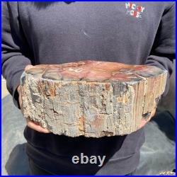 13LB Natural petrified wood rough Wood fossil mineral specimen healing energy
