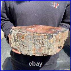 13LB Natural petrified wood rough Wood fossil mineral specimen healing energy
