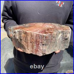 13LB Natural petrified wood rough Wood fossil mineral specimen healing energy