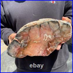 13LB Natural petrified wood rough Wood fossil mineral specimen healing energy